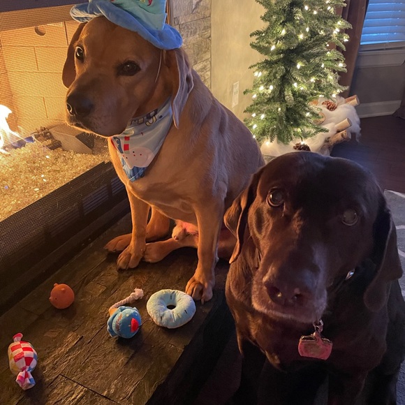 NWT - All We Need is Love! Paw Print Long Sleeve T-Shirts - Picture 3 of 4